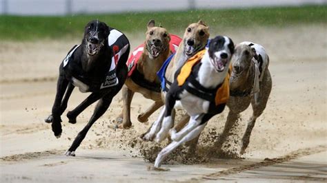 greyhound racing bet